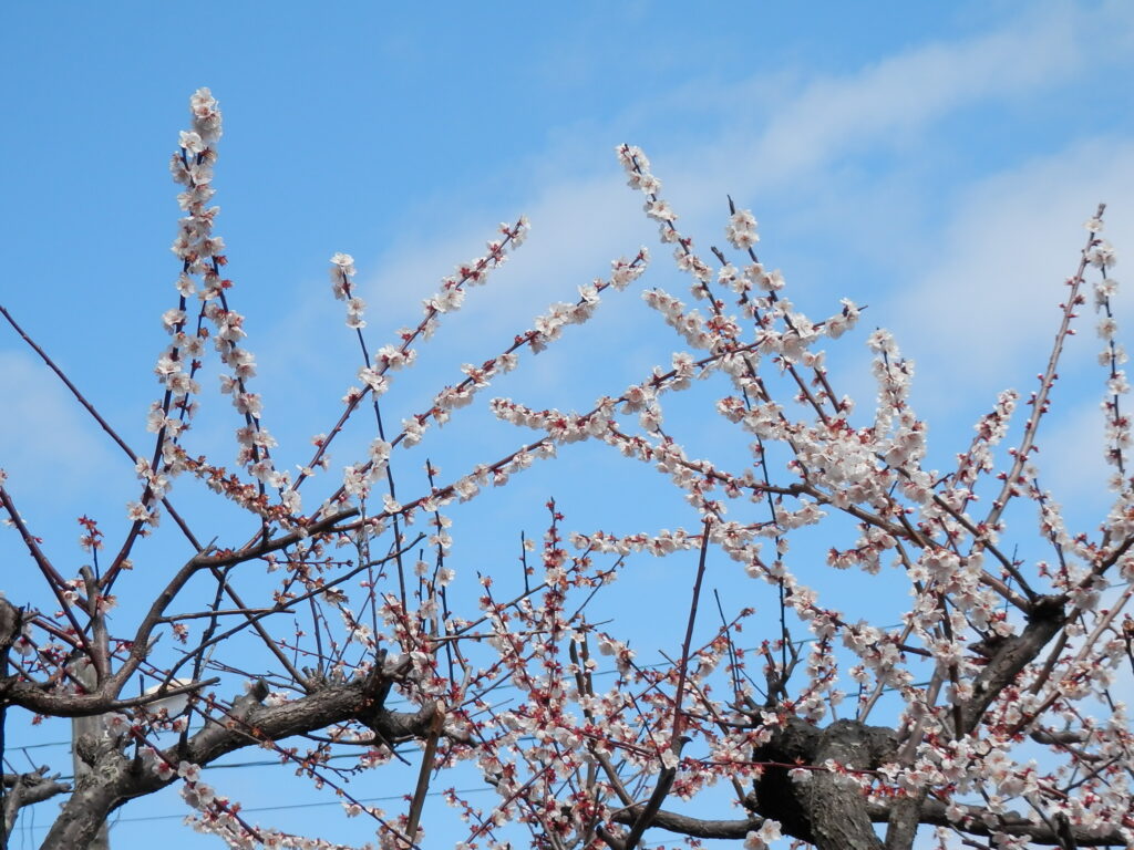 梅　2019年3月16日撮影