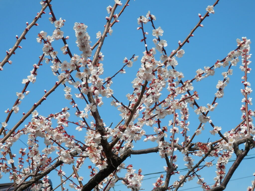 梅　2019年3月16日撮影