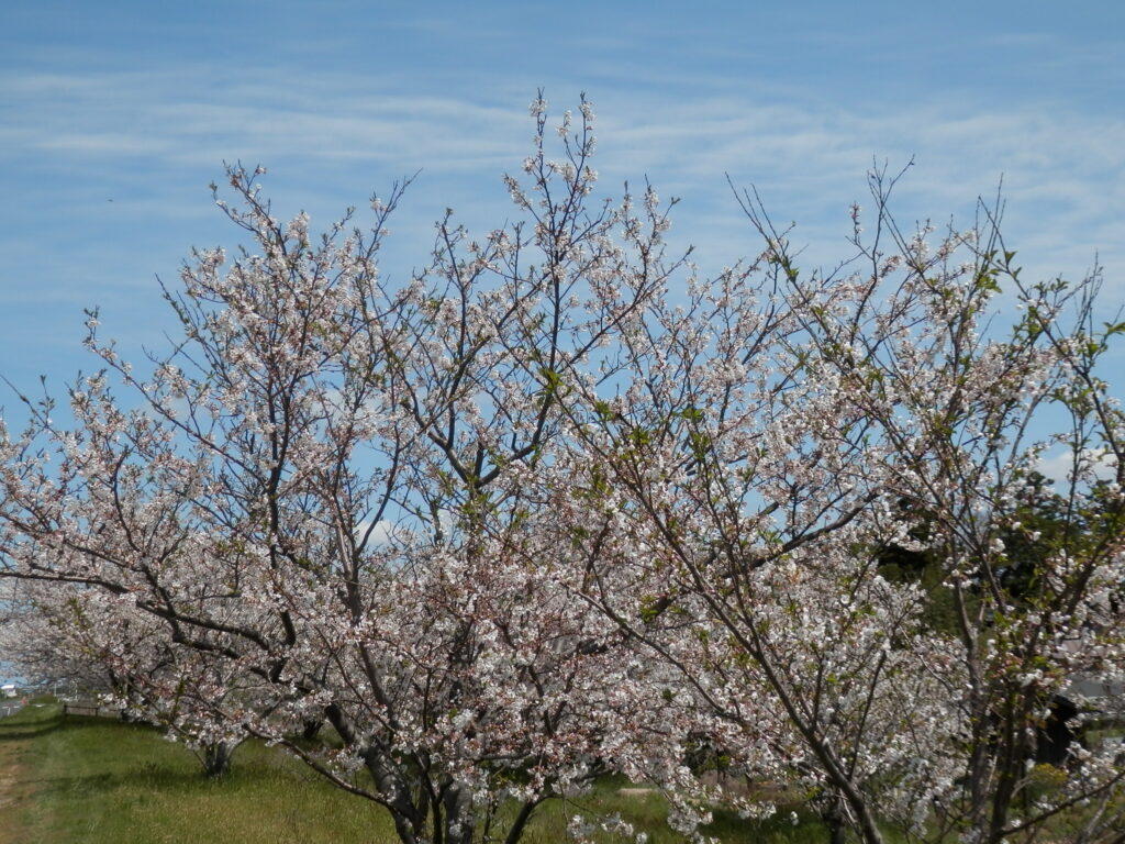 桜　2019年4月9日撮影