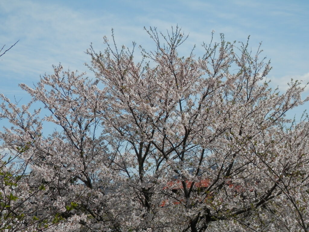 桜　2019年4月9日撮影