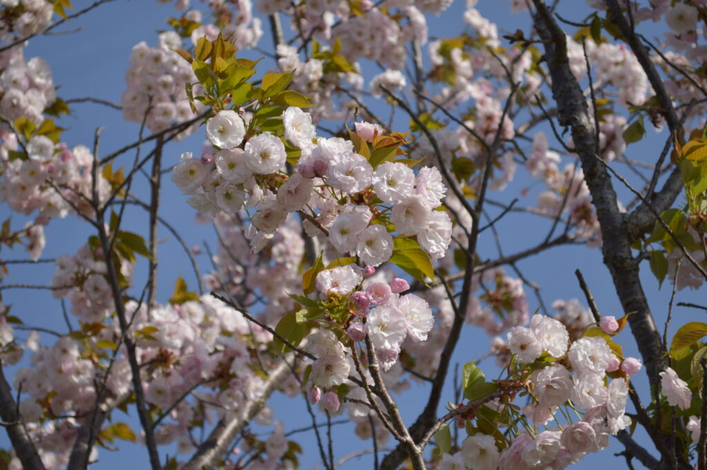 八重桜　2021年4月10日撮影