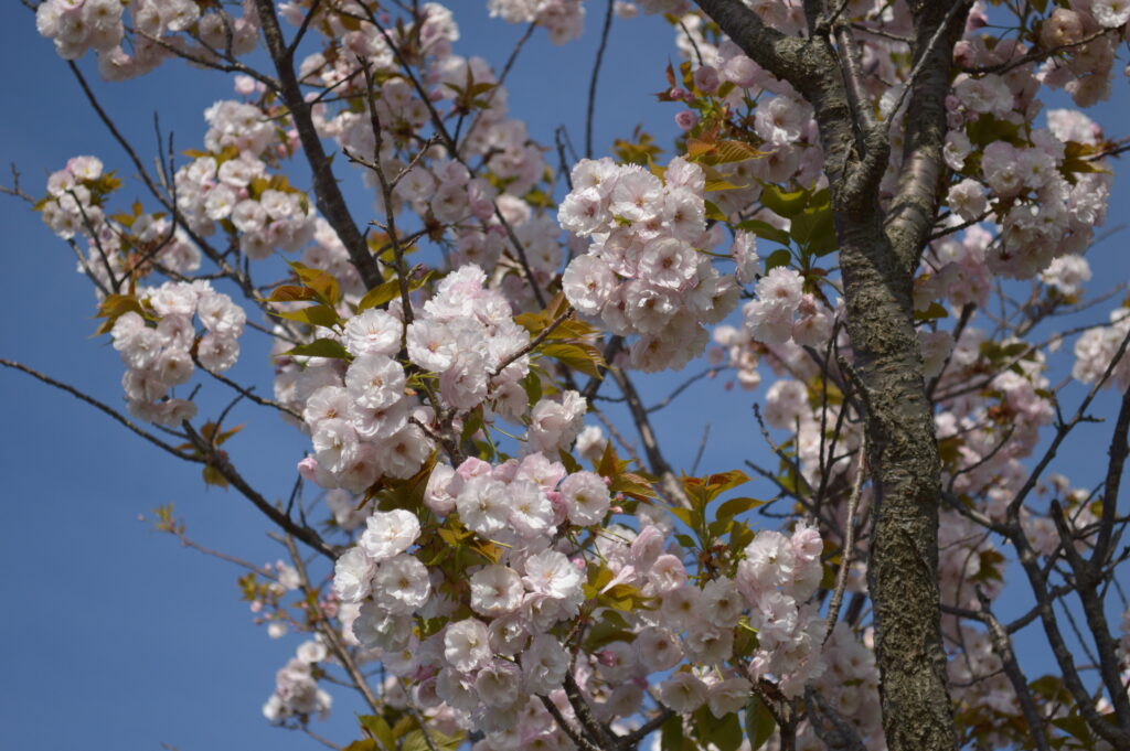 八重桜　2021年4月10日撮影