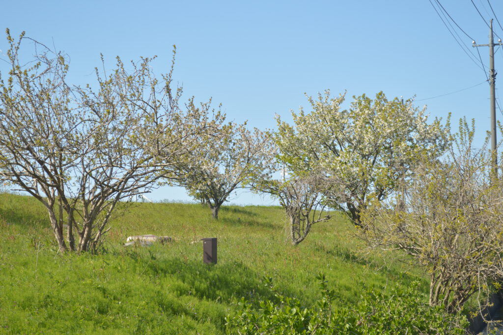 桜　2021年4月10日撮影