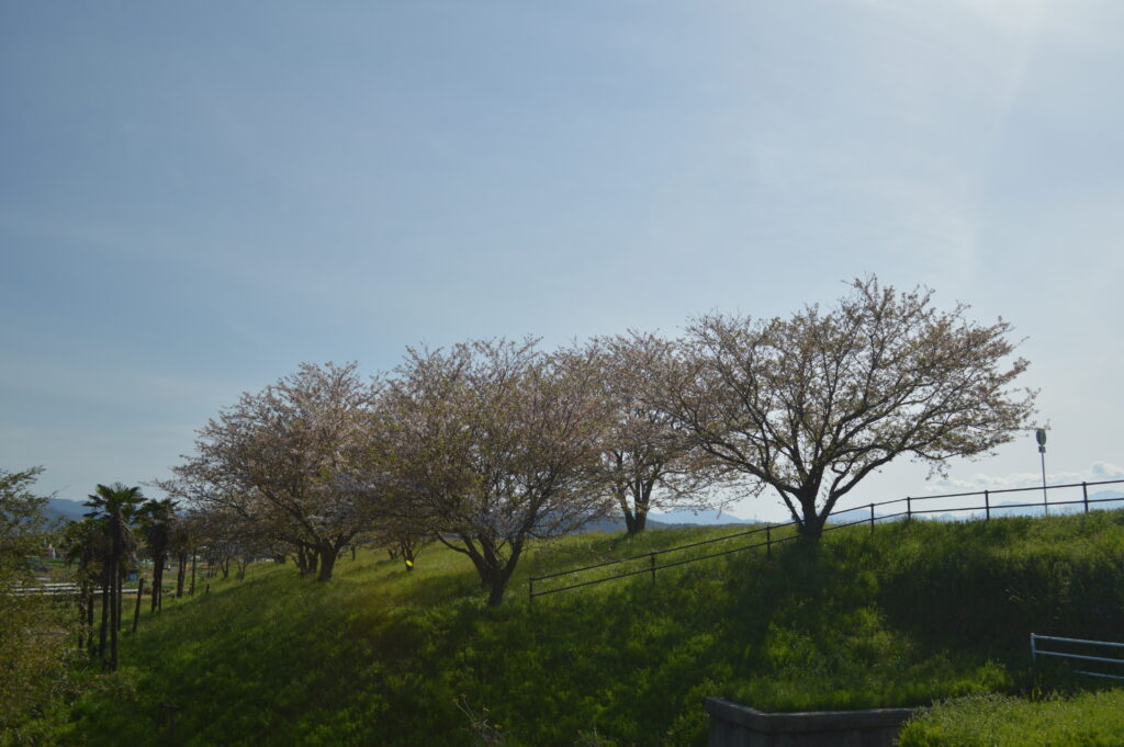 桜　2021年4月10日撮影