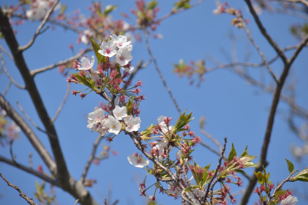 桜　2021年4月10日撮影