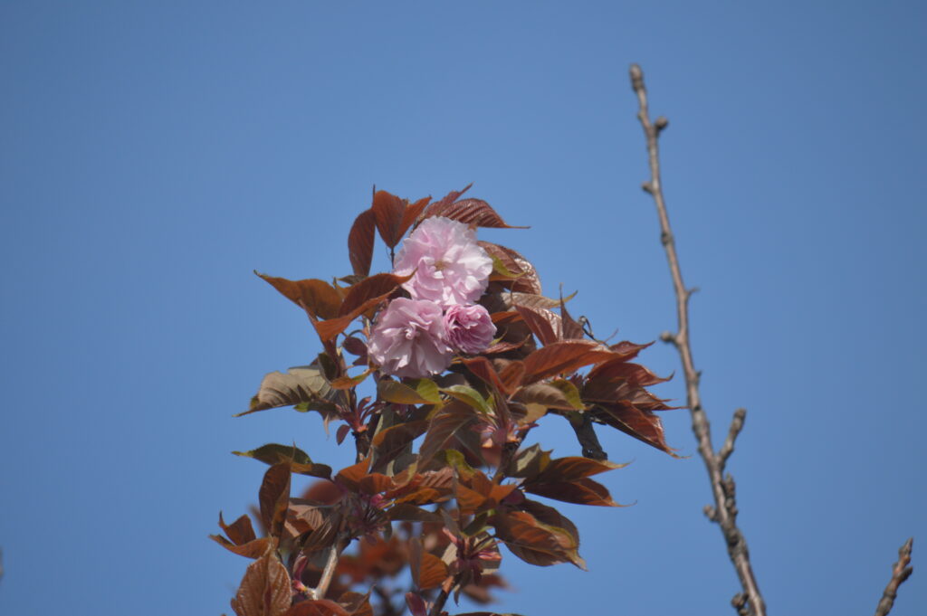 八重桜　2021年4月10日撮影