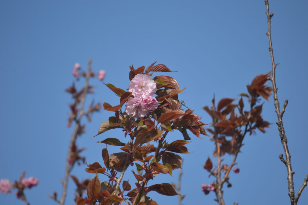 八重桜　2021年4月10日撮影