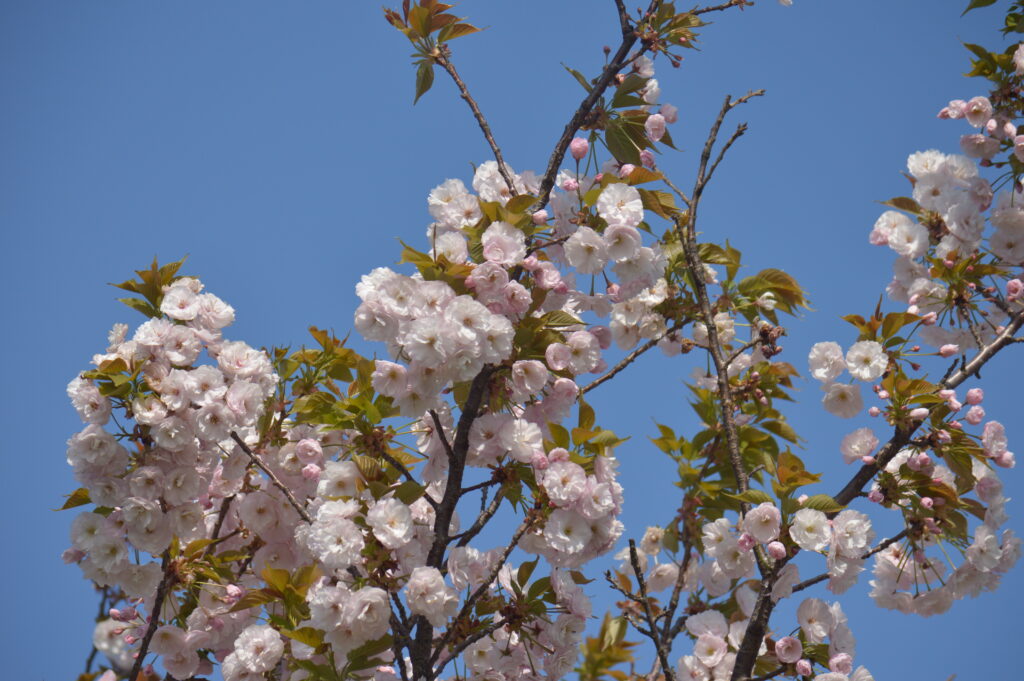 八重桜　2021年4月10日撮影