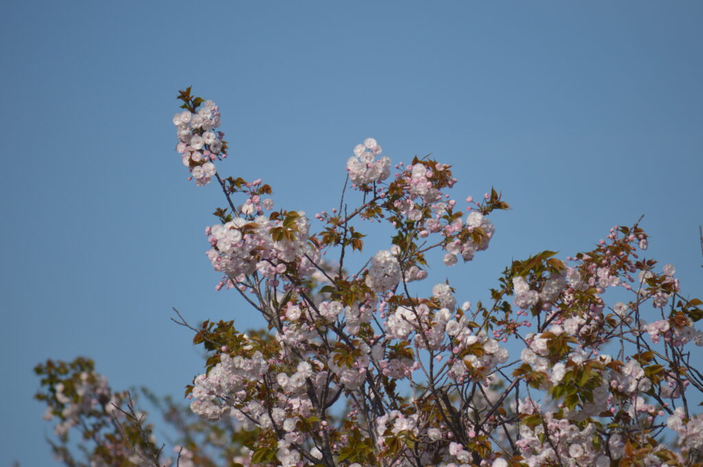 八重桜　2021年4月10日撮影