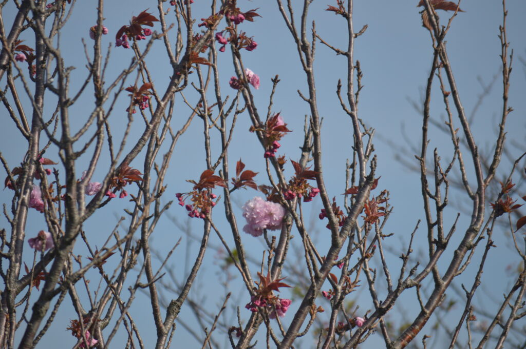 八重桜　2021年4月10日撮影