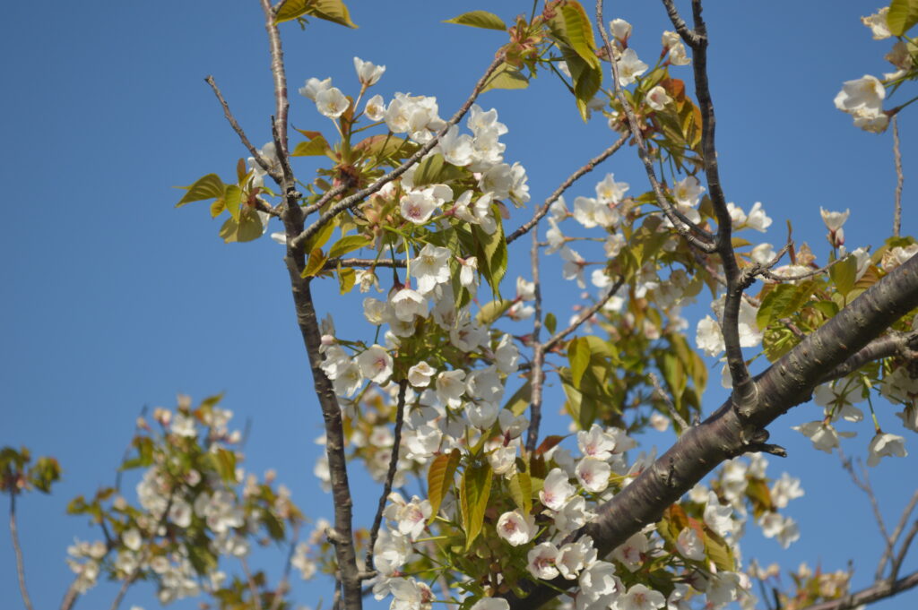 桜　2021年4月11日撮影