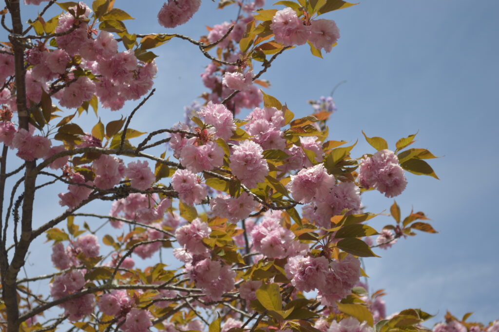 八重桜　2021年4月22日撮影