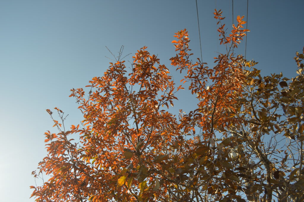 紅葉　2021年12月10日撮影