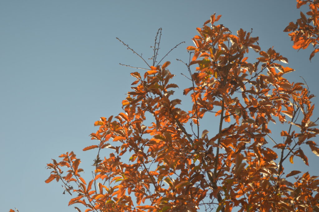 紅葉　2021年12月10日撮影