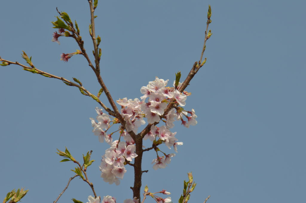桜　2022年4月10日撮影