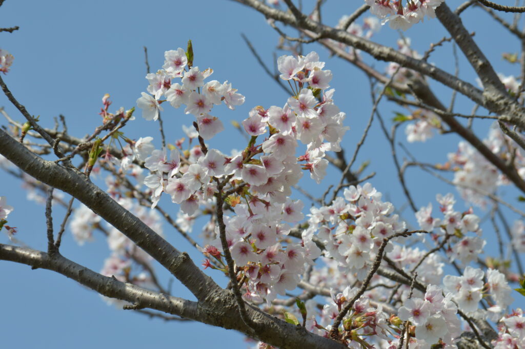 桜　2022年4月10日撮影
