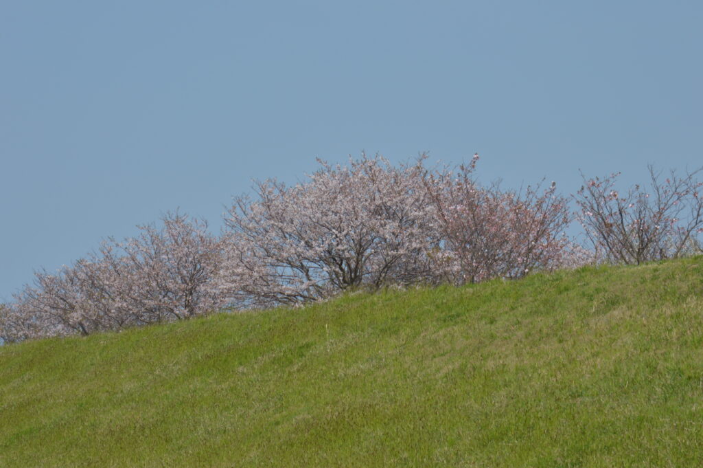 桜　2022年4月10日撮影