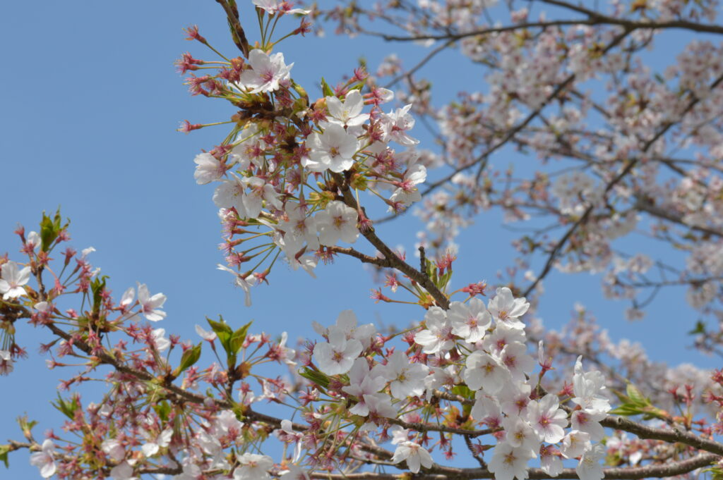 桜　2022年4月10日撮影