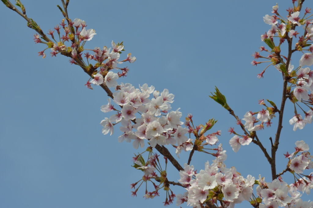 桜　2022年4月10日撮影