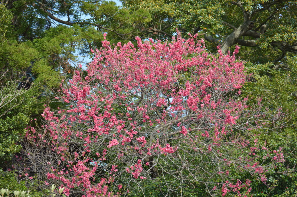 花　2022年4月10日撮影