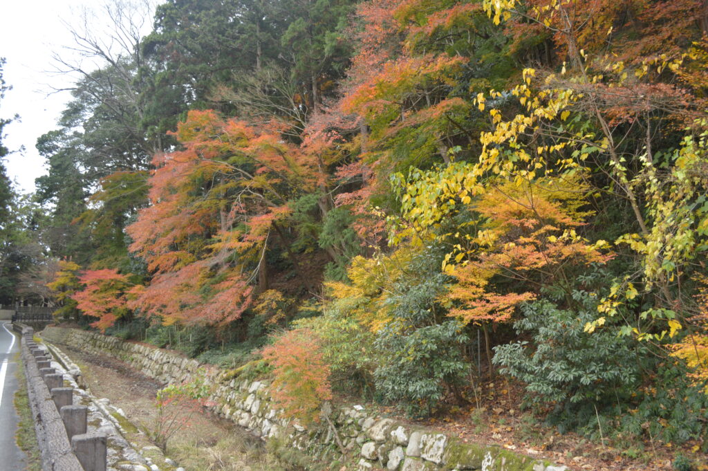 紅葉　2022年12月5日撮影