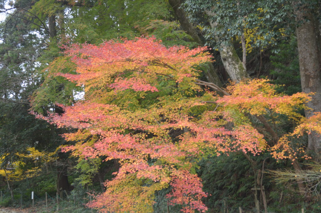 紅葉　2022年12月5日撮影