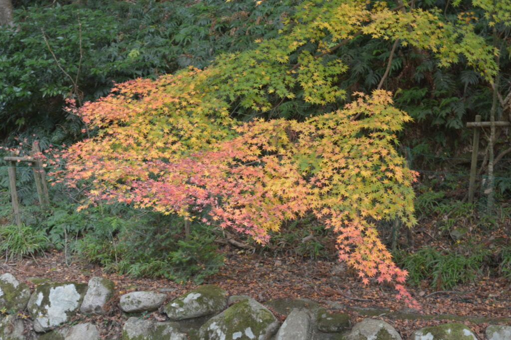 紅葉　2022年12月5日撮影