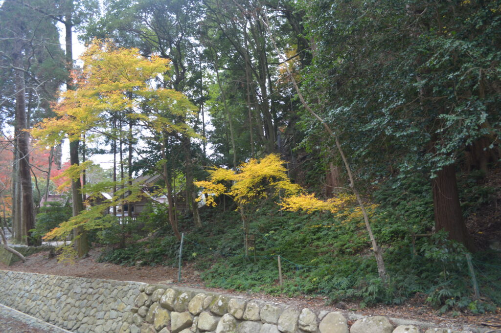 紅葉　2022年12月5日撮影