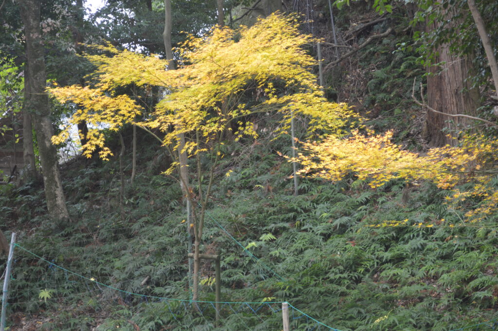 紅葉　2022年12月5日撮影