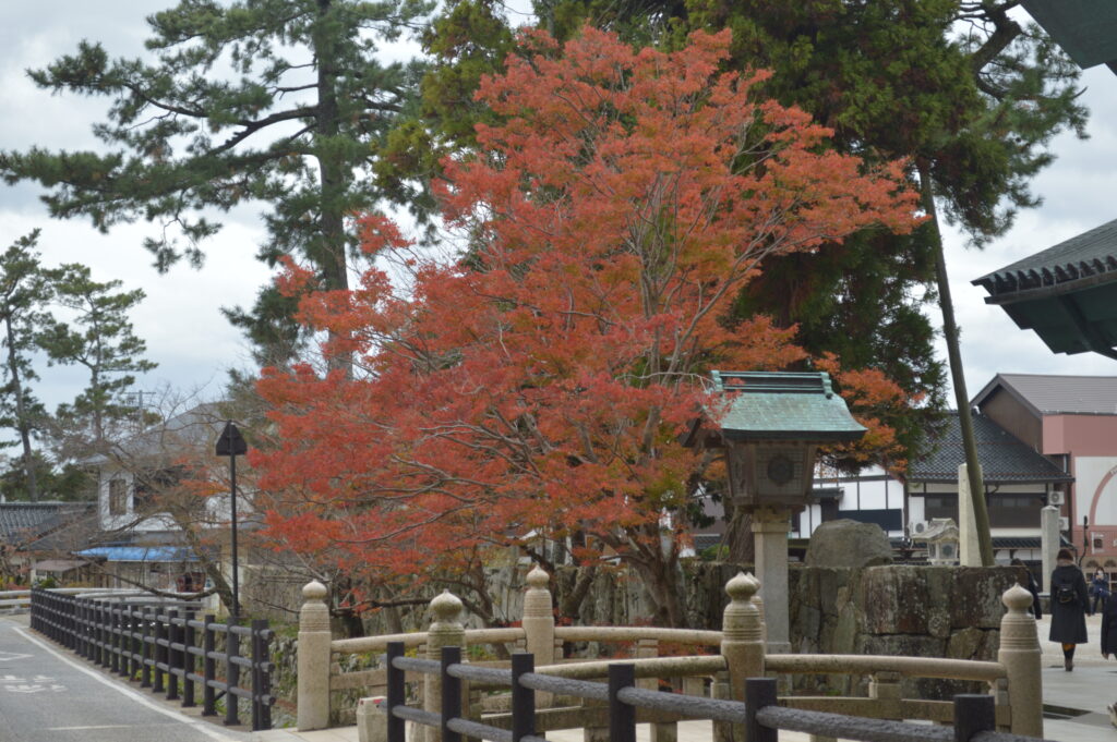紅葉　2022年12月5日撮影
