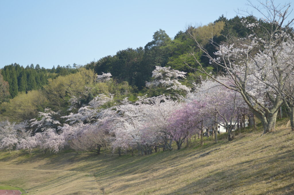 桜　2023年3月31日撮影