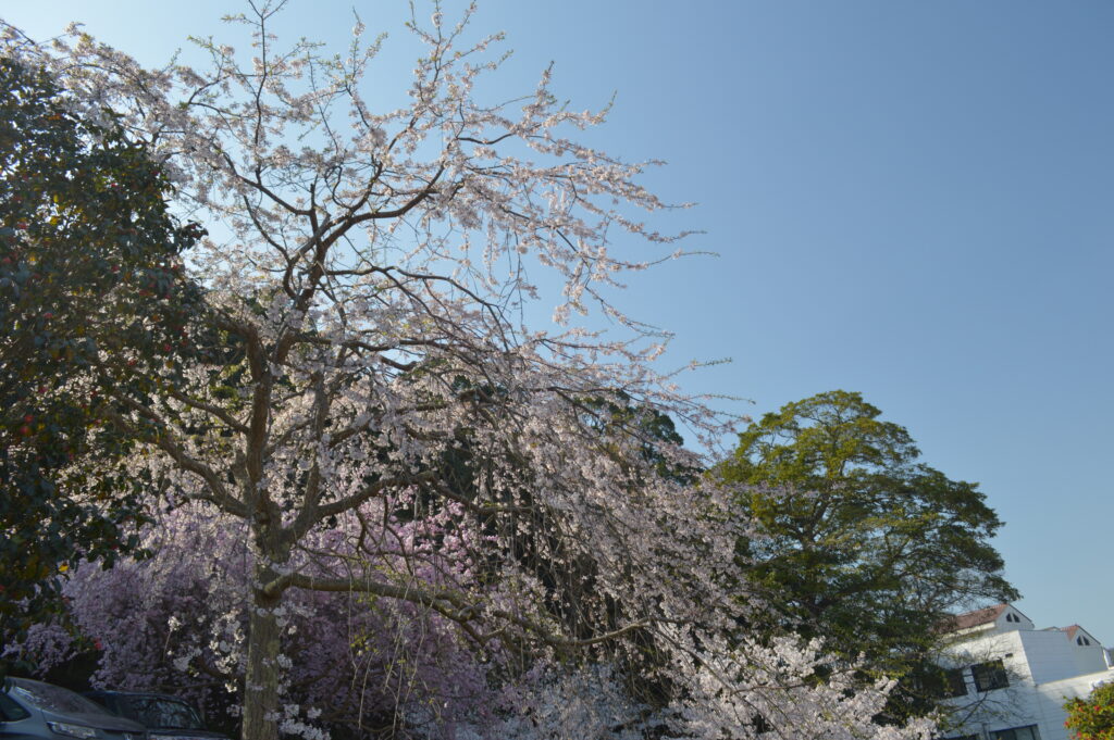 桜　2023年3月31日撮影