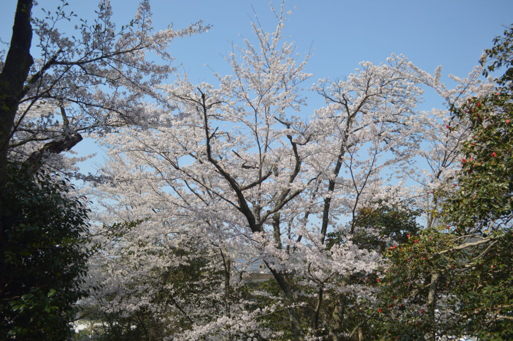 桜　2023年3月31日撮影