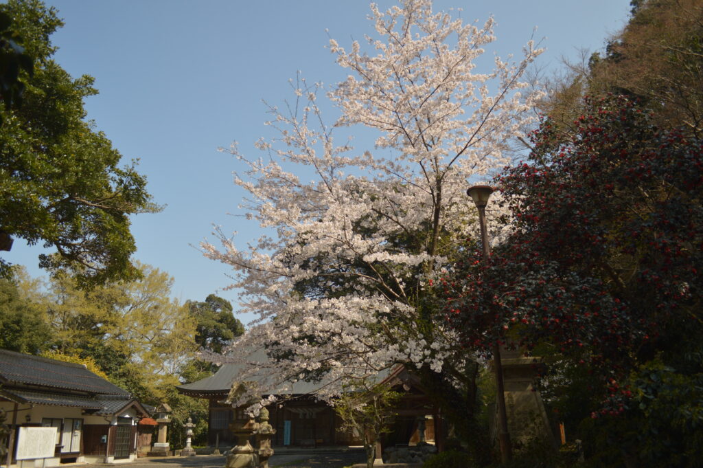 桜　2023年3月31日撮影