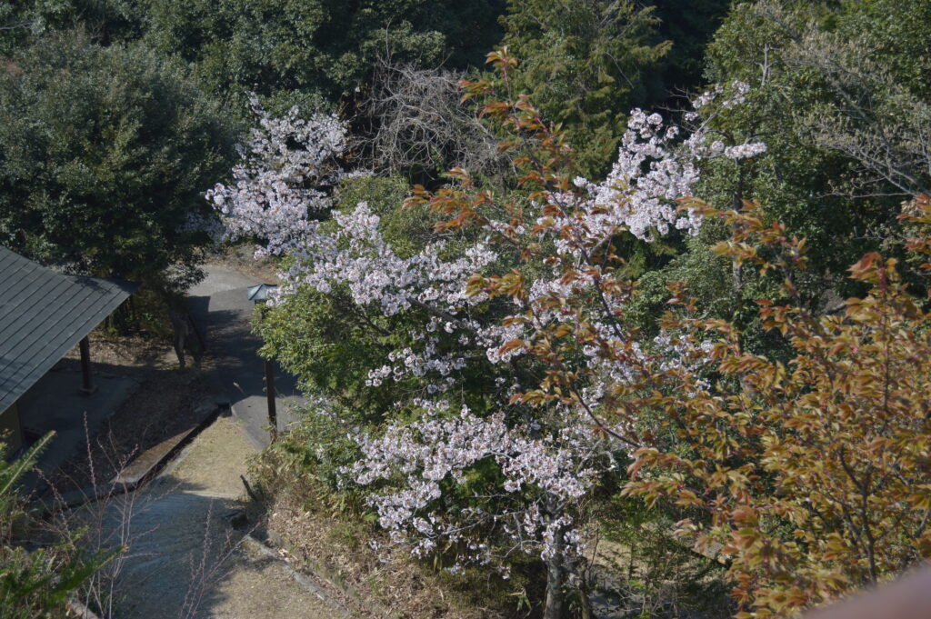 桜　2023年3月31日撮影