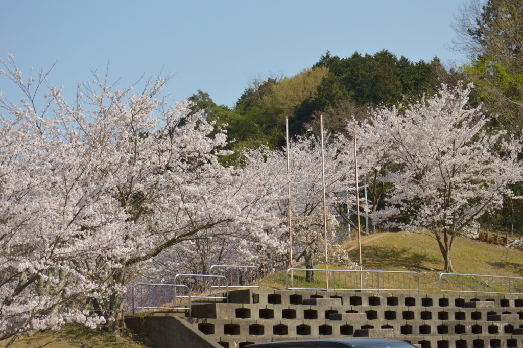 桜　2023年3月31日撮影