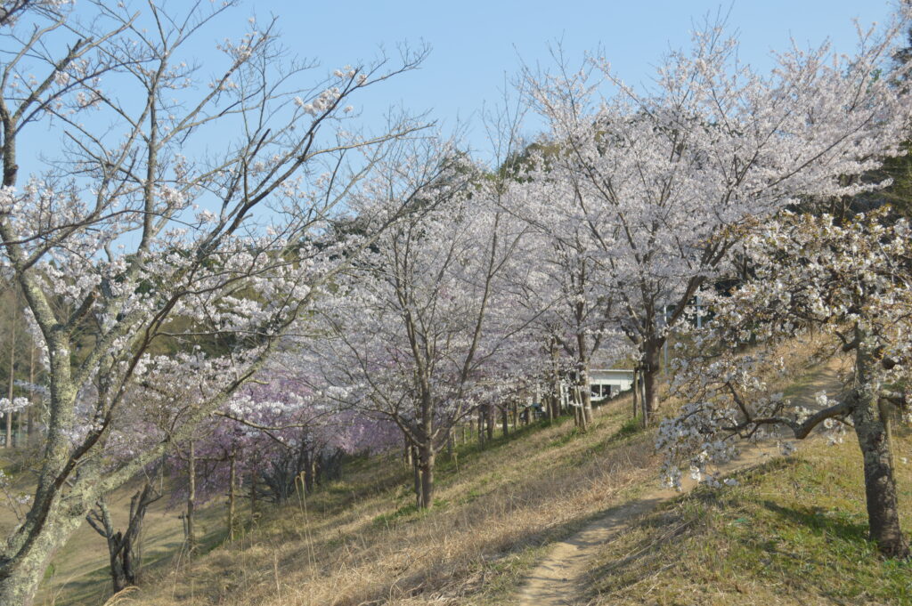 桜　2023年3月31日撮影