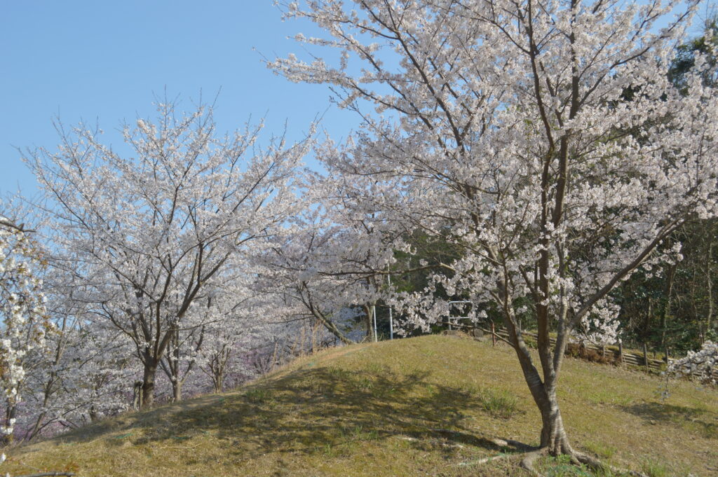 桜　2023年3月31日撮影