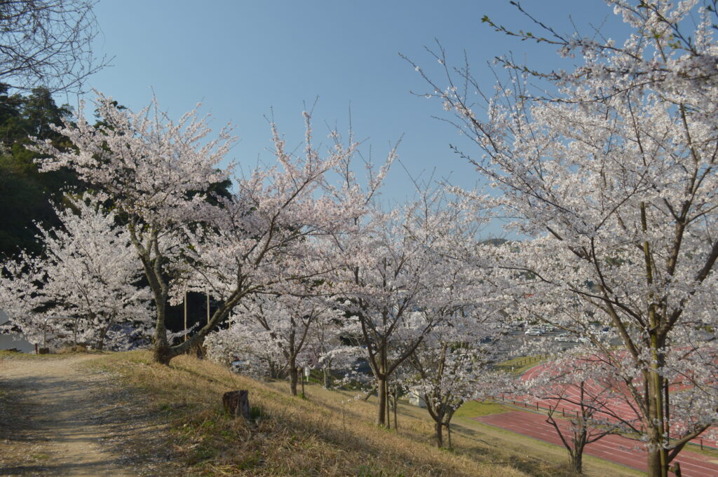 桜　2023年3月31日撮影
