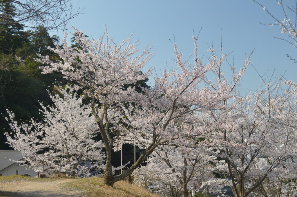 桜　2023年3月31日撮影