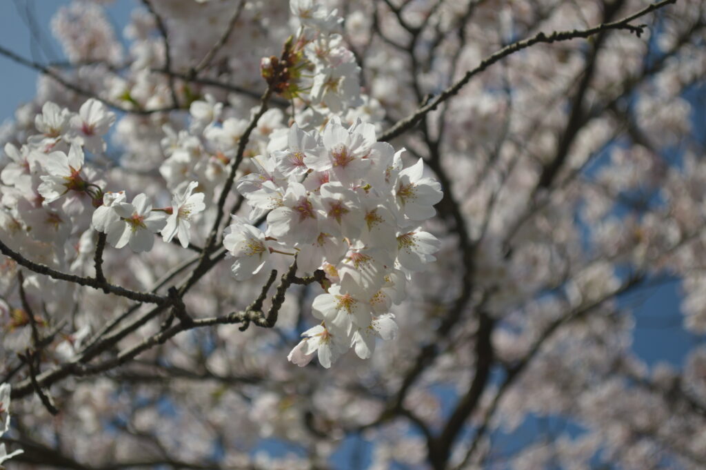桜　2023年4月4日撮影