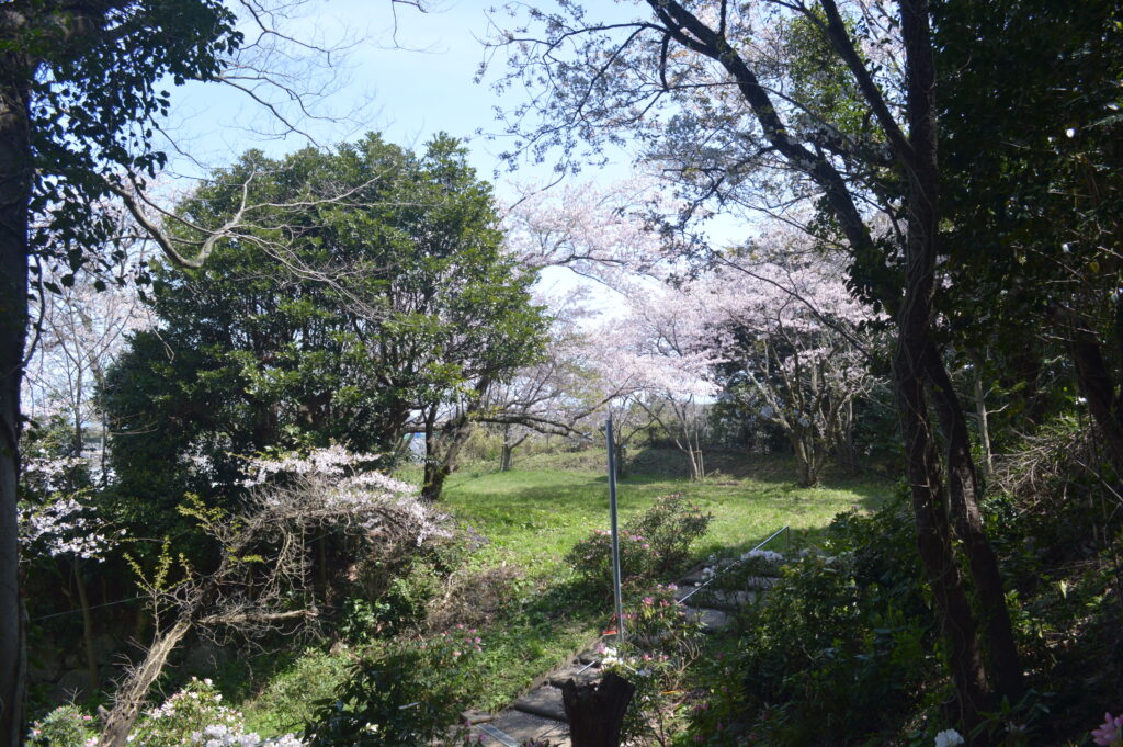 桜　2023年4月4日撮影
