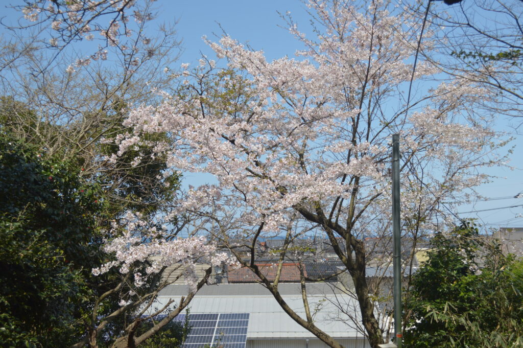 桜　2023年4月4日撮影