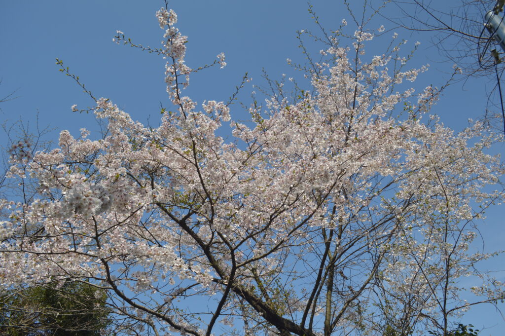 桜　2023年4月4日撮影