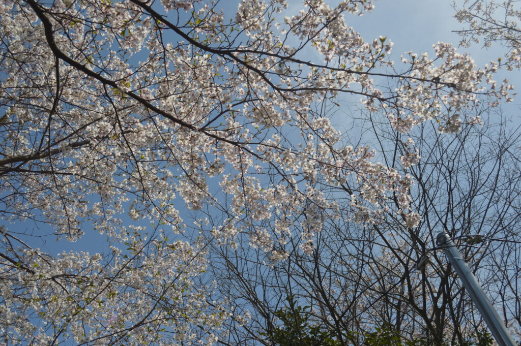 桜　2023年4月4日撮影