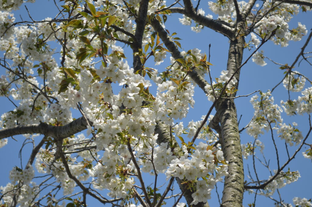 桜　2023年4月4日撮影