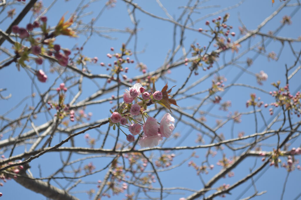 八重桜　2023年4月4日撮影