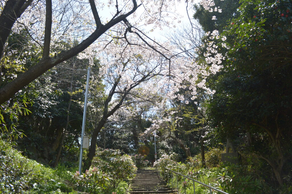 桜　2023年4月4日撮影