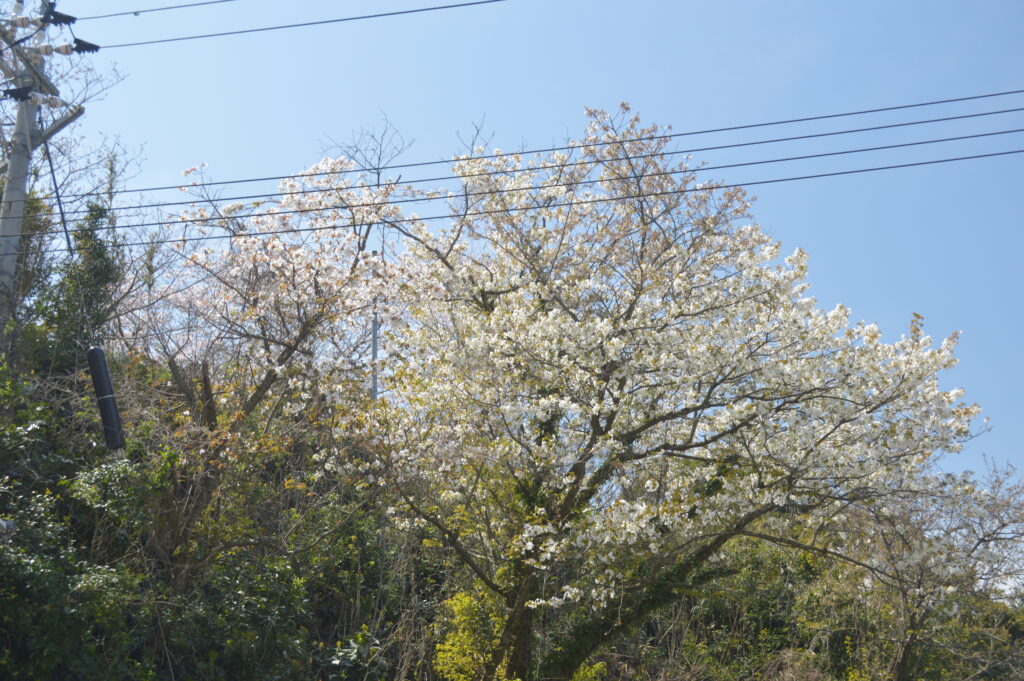 桜　2023年4月4日撮影
