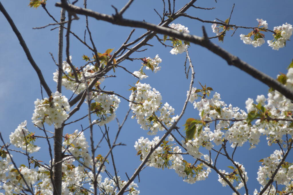 桜　2023年4月4日撮影